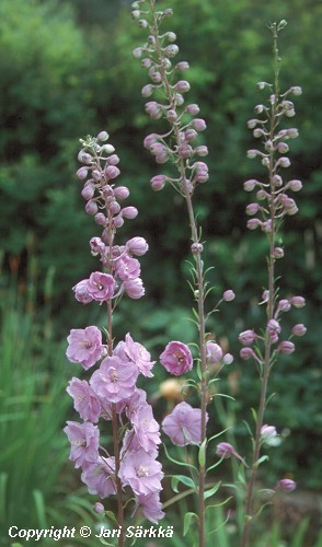 Delphinium Pacific Giant -Ryhmä 'Astolat'